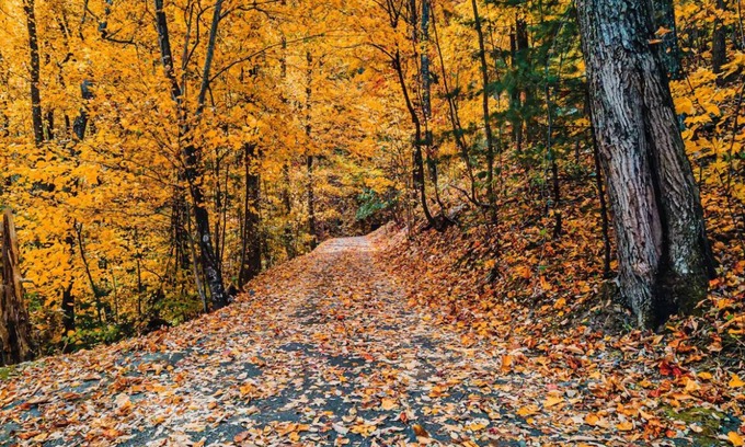 Wears Valley Cabin | Hidden Gem, 1mi to GSMNP! King Bd+Loft, Fireplace, Treehouse Vibes & BEARS!