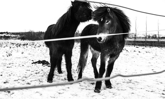 Borgarnes Apartment | Hverinn Sælureitur Í Sveitinni Apartment for up to 6 persons