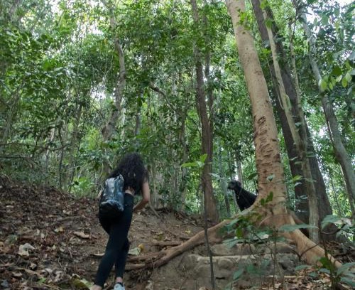 Morong Apartment | JIVA Nest Self-Service Tiny Home in Rainforest Nest with Kitchen - WiFi, Monkeys, Bats!