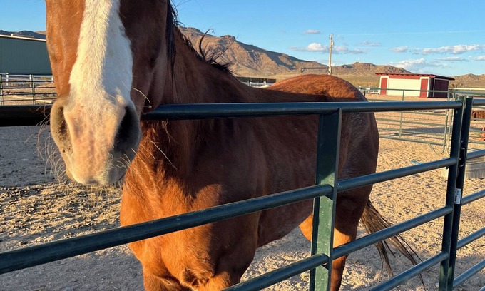 Golden Valley Other | Kid & Pet Friendly Farm Guesthouse