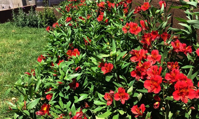 Nuwara Eliya Apartment | Kingsford Residences