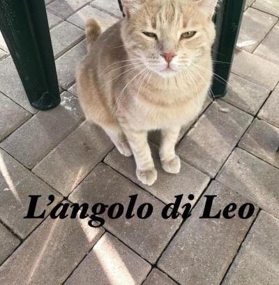 Borgofranco d'Ivrea Apartment | L'Angolo di Leo