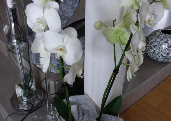 Lassay-les-Chateaux House | L'Orchidée