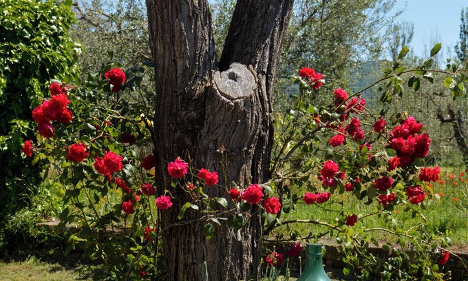 Bolsena Other | La Fraschetta