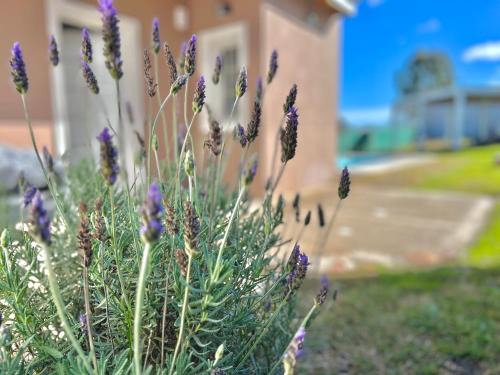 Tandil Apartment | La Terracita de Tandil. Cabaña. House XS