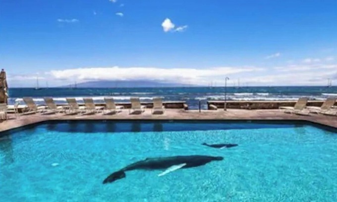 Historic Lahaina Front Street Apartment | Lahaina Roads Suite 212 - OCEANFRONT Property gorgeous views- 1 Bed 1 Bath Condo