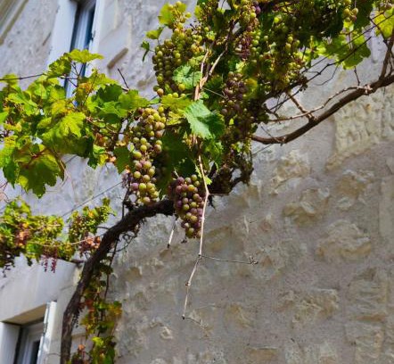 Cravant-les-Coteaux Bed & Breakfast | Les Chambres de Nelly