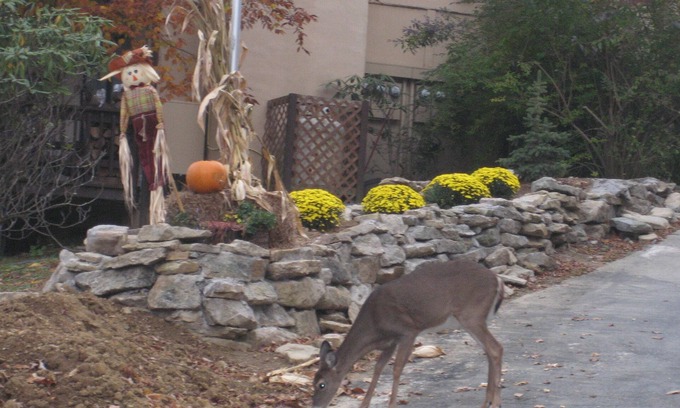 Beech Mountain Condo | Lyons Den .
