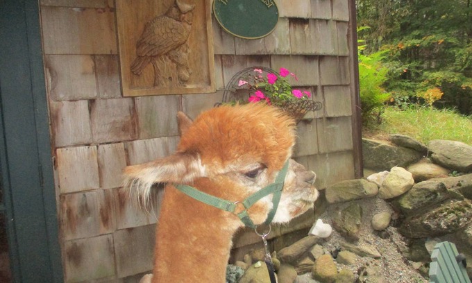 Conway Apartment | MAGICAL GETAWAY ON AN ALPACA FARM