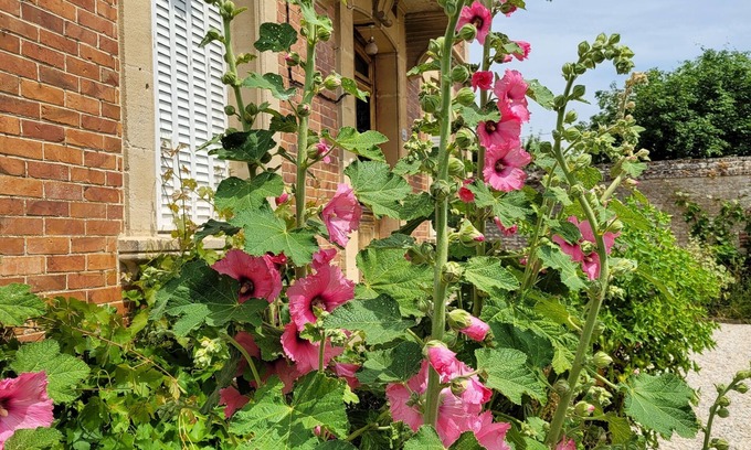 Coulonces Bed & Breakfast | Maison de Maître, Grandes Surfaces Lumineuses, Beau Jardin et Parking 6 Voitures