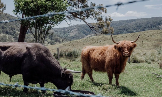 Carrabolla Other | Meadow View Cottage your perfect family escape