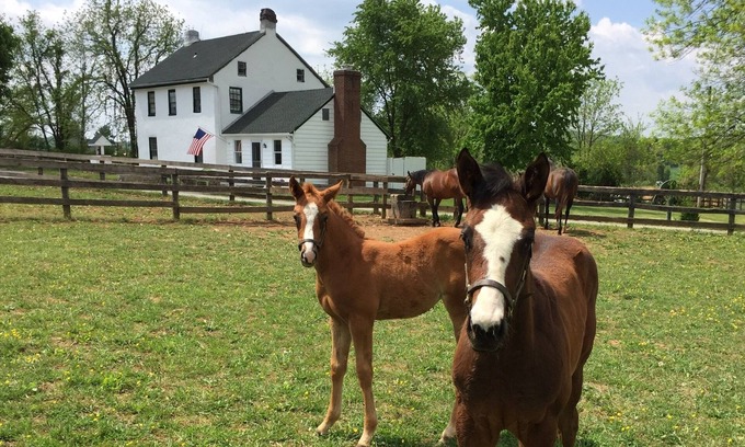 Fork House | "Merrywell" A Horse Lovers Haven.