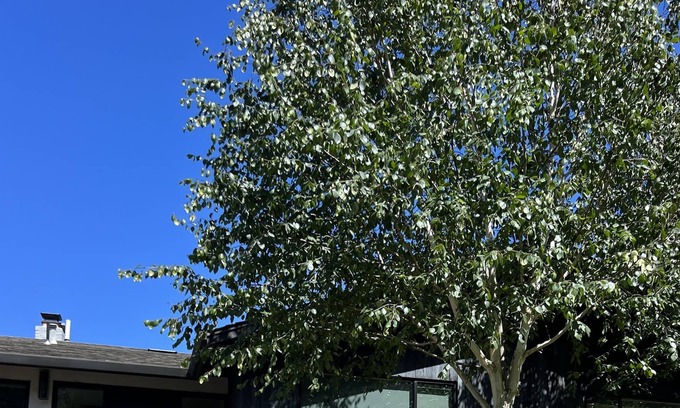 Tiburon House | Modern home w/massive yard + firepit! Neighborhood beach, dock, and sport court!