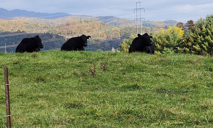 Lenoir House | NEW LISTING ♥ BlackDog Farmhouse Mtn. City TN ♥ Pet Friendly ♥ 29 MI from Boone