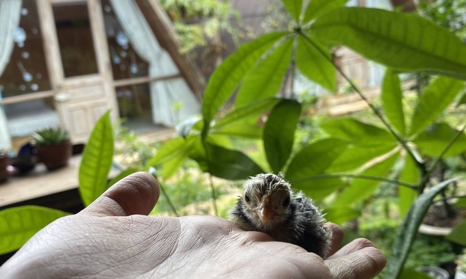 Pleiku Cabin | Nha cua Nep