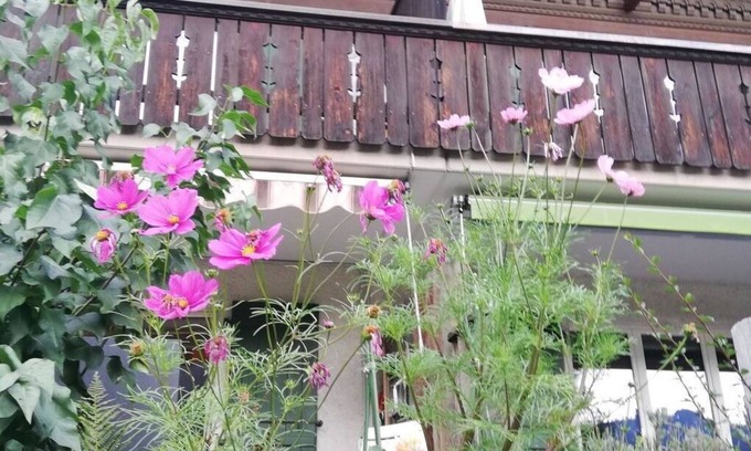 Lenk Apartment | Nice apartment for 6 guests with TV, balcony and pets allowed