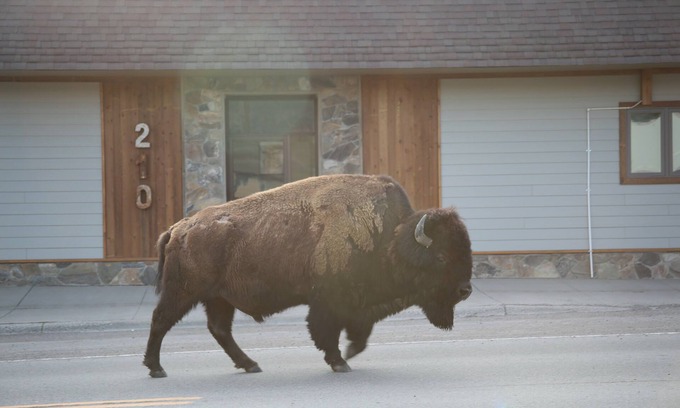 Gardiner Apartment | Parks Riverside A in Gardiner, MT North Entrance to Yellowstone