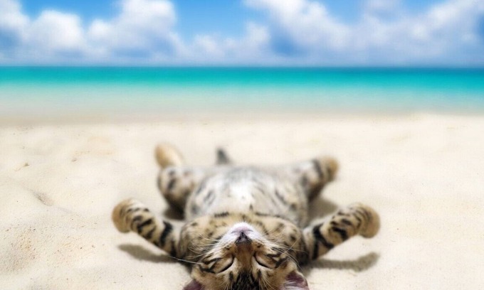 Holiday Beach Condo | Pelican Walk 902 - Bring your PET to the Beach!