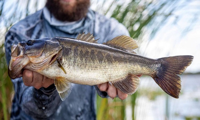 Buckhead Ridge House | Pet Friendly | Private Dock & Direct Canal Access