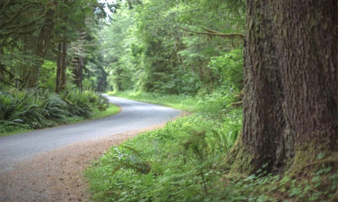 Forks RV Rental | Primitive Tent Site #12- Beautiful Forested Property