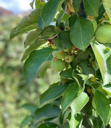 Tirgu Mures Apartment | Private House Citadela Tg.Mures