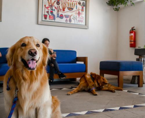 Fluvial Vallarta Hotel | Puerto de Luna Pet Friendly and Family Suites