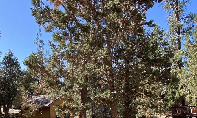 Big Bear Cabin | Quiet Cabin Retreat with quick access to Hwy 38 to Redlands and Lucerne Valley.