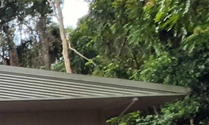 Carmoo House | Rainforest Retreat Be At One with Nature