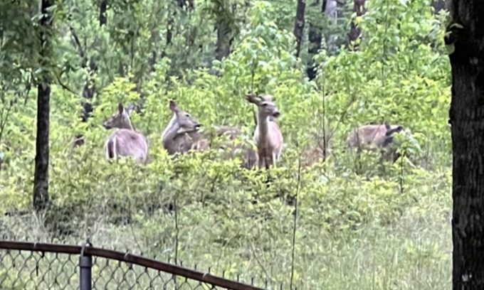 Jones Mills House | Resort Home on .5 Wooded Acres Sleeps up to 14. Fire pit for Smores! Hot Springs