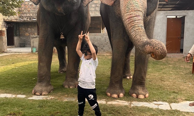 Pink City House | Room 3 - You can spend time with elephants by going close them