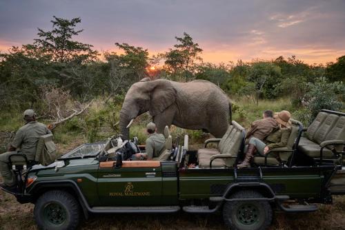 Thorny Bush Game Reserve Cabin | Royal Malewane