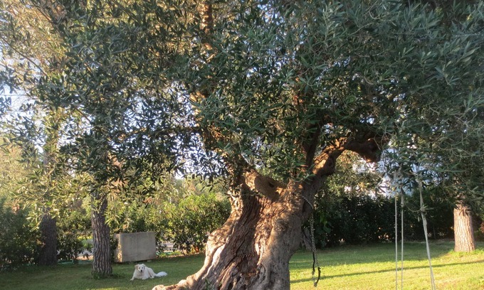 Lequile House | Small house in the countryside, the small "Cornula", Salento
