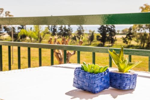 Porticato Apartment | Studio Coral View