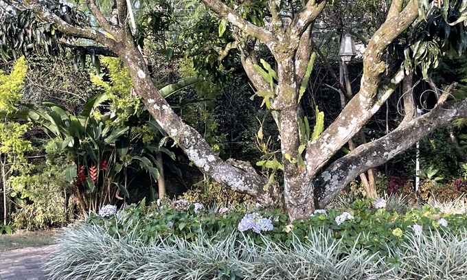 Diyathalawa Villa | The Blossoms