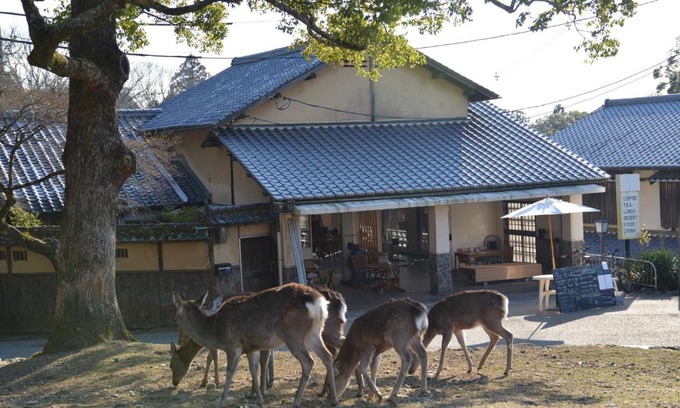 Nara House | The Deer Park Inn