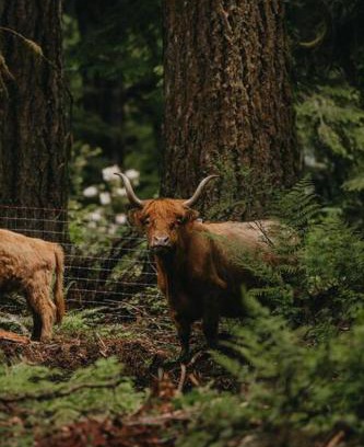Marmot House | The Lodge at Highland Farms