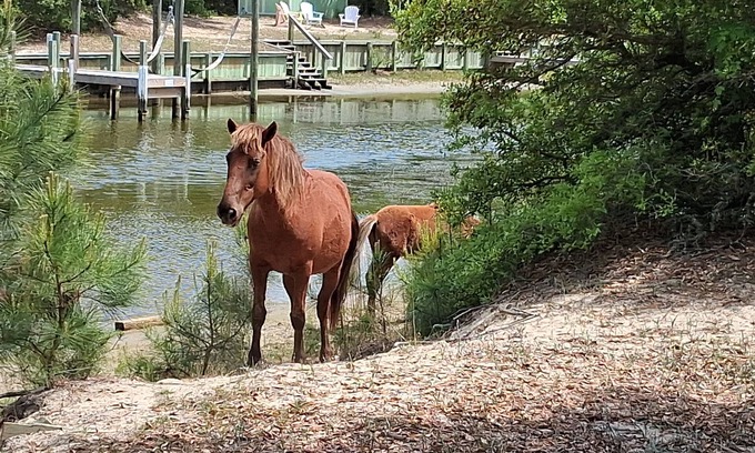 Carova Beach House | The Salty Seahorse!4x4 beach, private dock, hot tub, pool, Horses. Pet-Friendly