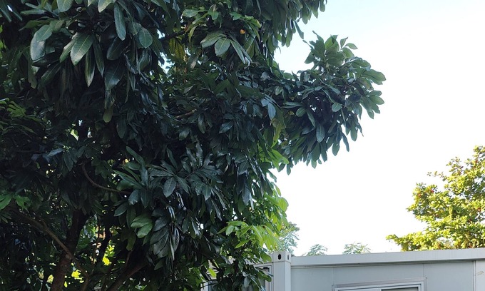 Homestead Cottage | Tiny house cottage in Miami's agricultural district. Private and secluded.