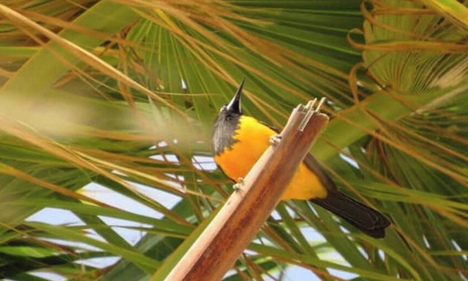 Noord Apartment | Tropical Escape – Family-Friendly Stay with Pool in Central Aruba 8min Eagle B.