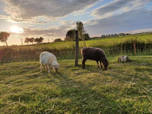Horum Apartment | Villa Friesenkät - Deichblick