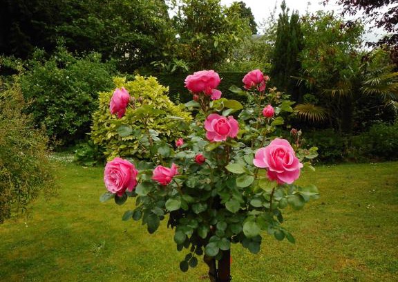 Haie Vigne Bed & Breakfast | Villa Helianthe