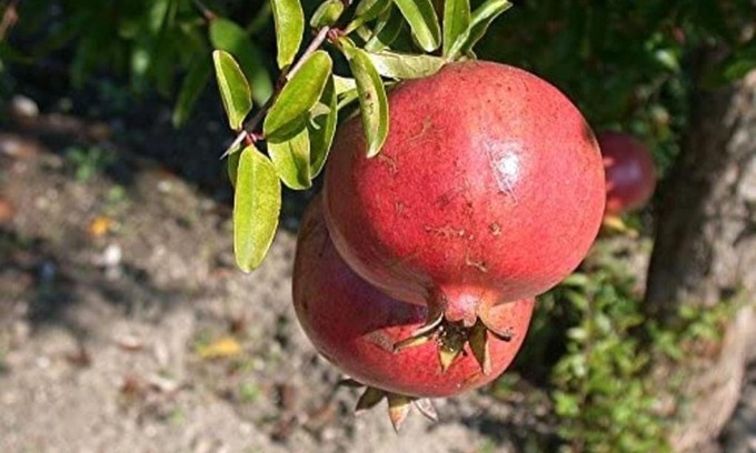 Maddalenedda House | Villa Il Melograno