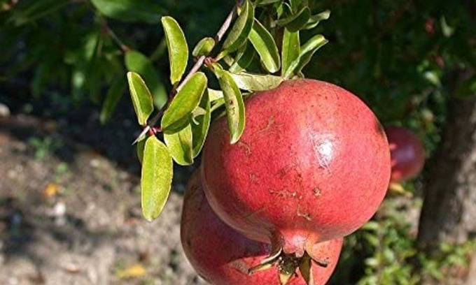 Maddalenedda House | Villa "Il Melograno" with Terraces, A/C & Wi-Fi