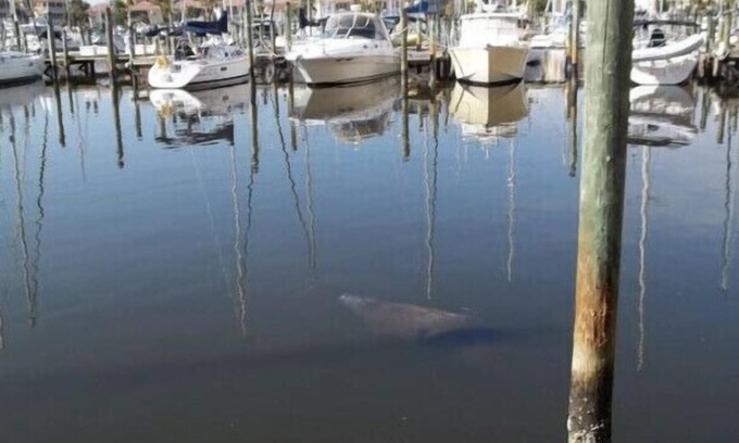 Burnt Store Marina Condo | Watch the manatees from your lanai while drinking your morning coffee and relax.