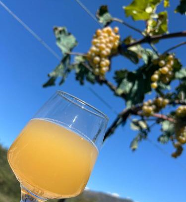 Mtskheta Other | Wine tasting - Kitesa's wine cellar