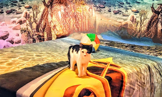 Carson City Cottage | Your Next Travel Destination!nNear Lake Tahoe, Reno, Virginia City & Washoe Lake