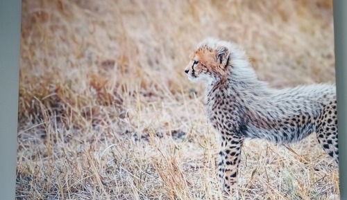 Standard Room, 1 Bedroom (Addo Elephant)