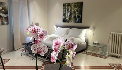 Comfort Studio Suite, 1 King Bed, City View