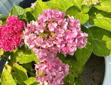 Four-Bedroom Apartment with Pool View
