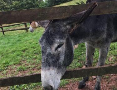 King Room with Sea View